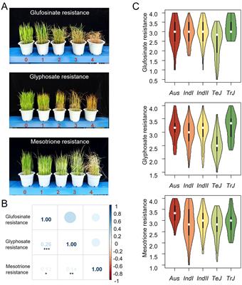 Genome-wide association study reveals the genetic basis of rice resistance to three herbicides